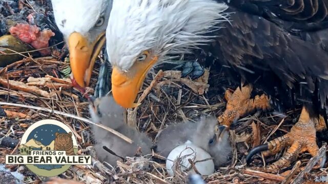 Big Bear Bald Eagle Nest Cam, CA