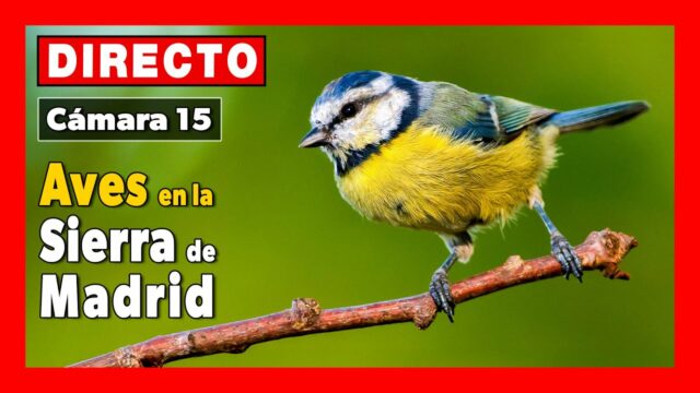 Bird Feeder, Sierra Madrid