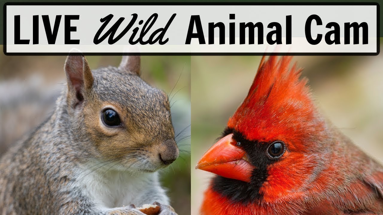 Bird Feeders Cam, Ohio - Webcam Live Stream