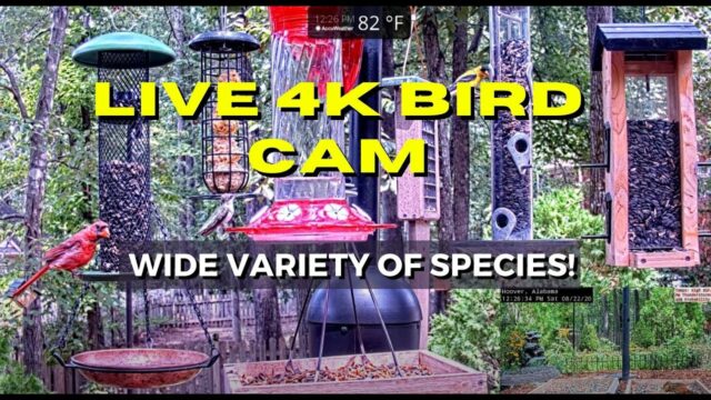 Bird Feeders Cam
