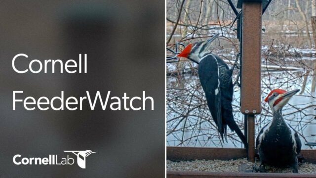 Cornell Lab Feeder Cam, NY