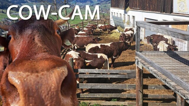 Cow Sanctuary Cam, Austria