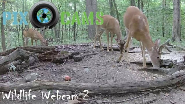 Deer & Wildlife Cam