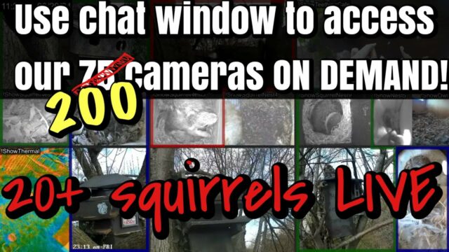 DelMarVa Baby Squirrels Cam