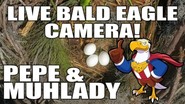 Eagle Nest Pepe & Muhlady, FL