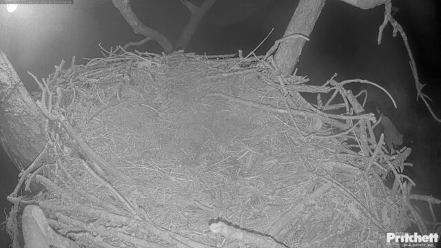 Eagle Nest Southwest Florida
