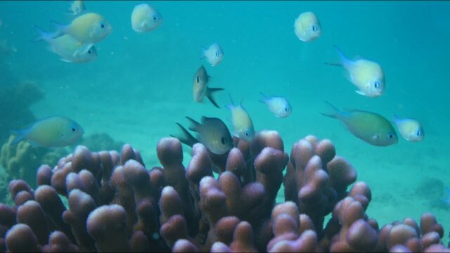 FISHKAM Live, Saudi Arabia