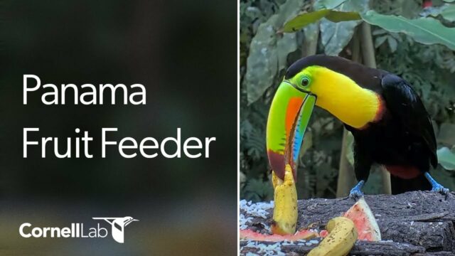 Fruit Feeder, Canopy Lodge