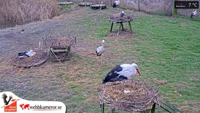 Fulltofta Stork Enclosure, Sweden