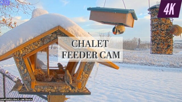 Garden Feeder Cam, AB