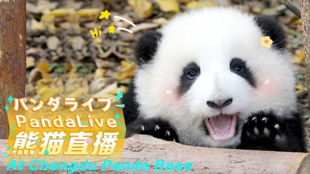 Giant Panda Cam