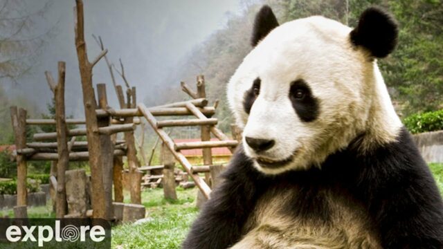 Giant Panda, Gengda Valley