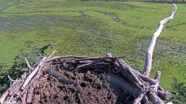 Glaslyn Osprey Nest Cam, UK