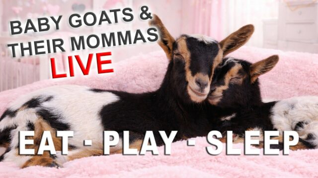 Goat Barn Cam, Salem