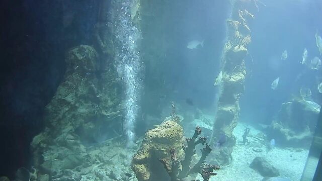 Haus des Meeres, Shark Tank