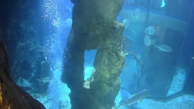 Haus des Meeres, Shark Tank2