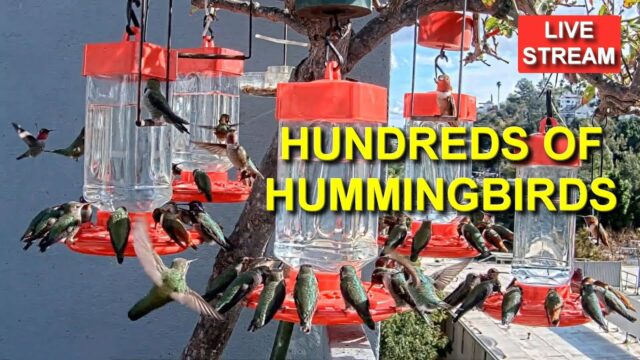 Hummingbird Cam, CA