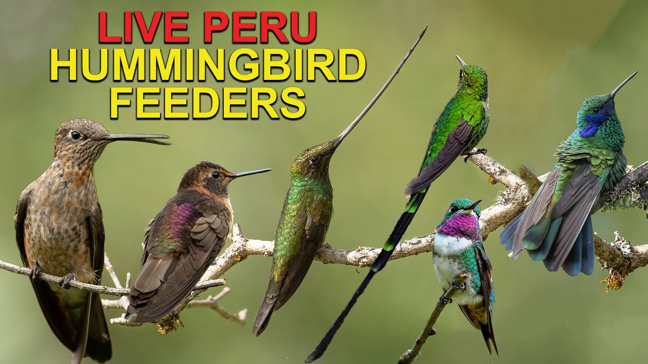 Hummingbird Cam, Peru - Webcam Live Stream