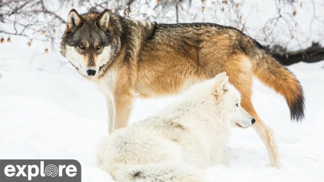 International Wolf Center