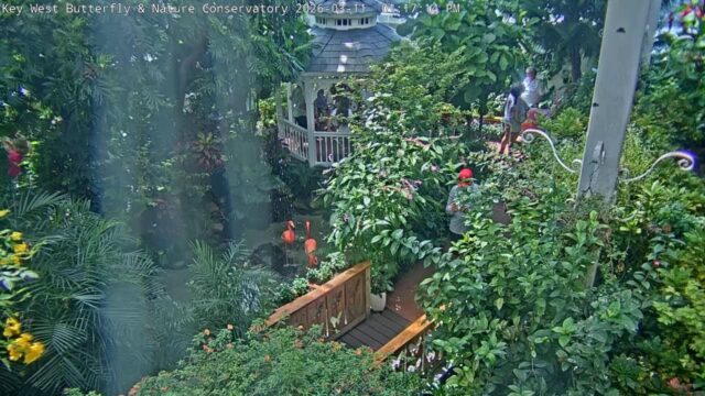 Key West Butterfly Cam, FL