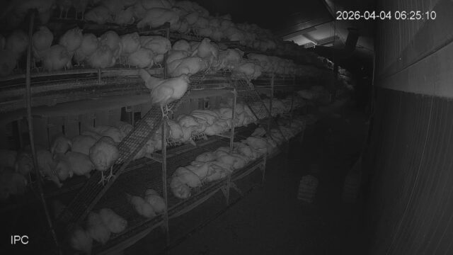 Kipster Farm Chickens IN, USA
