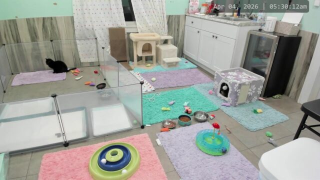 Kitkat Playroom Cam, NJ