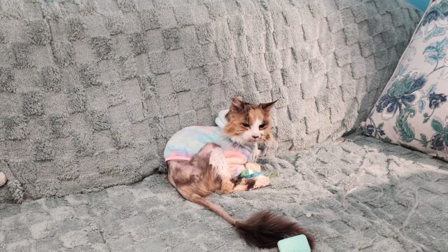 Kittens, Purrfect Pals