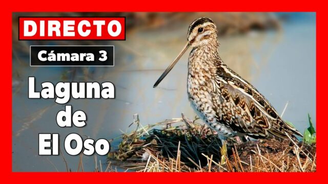 Laguna de El Oso Cam, Ávila