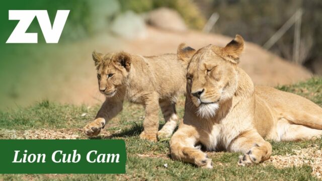 Lion Cam, Werribee Zoo