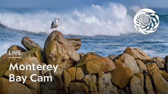 Monterey Bay Aquarium