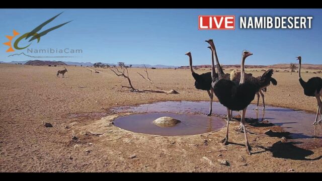 Namib Desert Lodge Cam