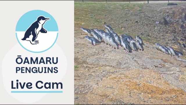 Oamaru Blue Penguin Colony