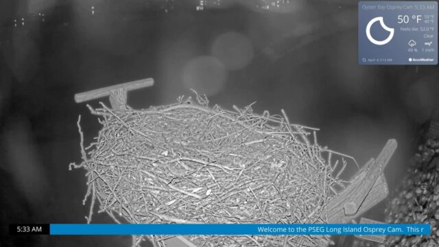 Osprey Cam, Oyster Bay, NY