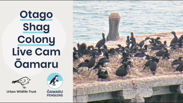 Otago Shag Sumpter Wharf Ōamaru