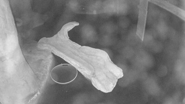 Otter, Calvert Marine Museum