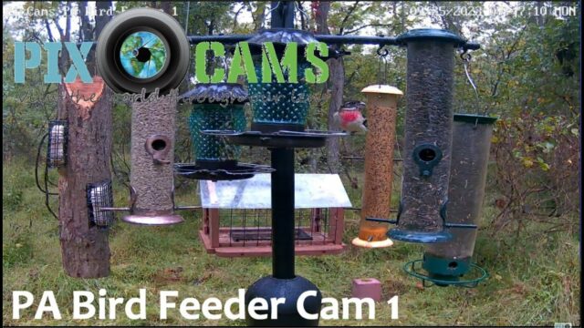 PA Bird Feeder Cam, Murrysville