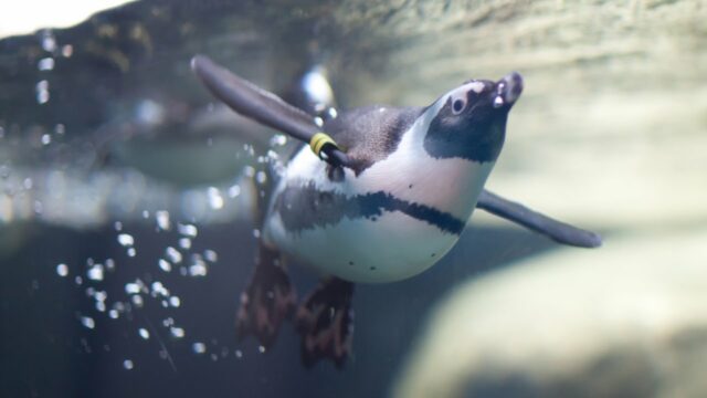 Penguin Underwater Cam
