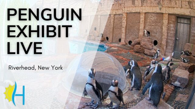 Penguins Long Island Aquarium, NY