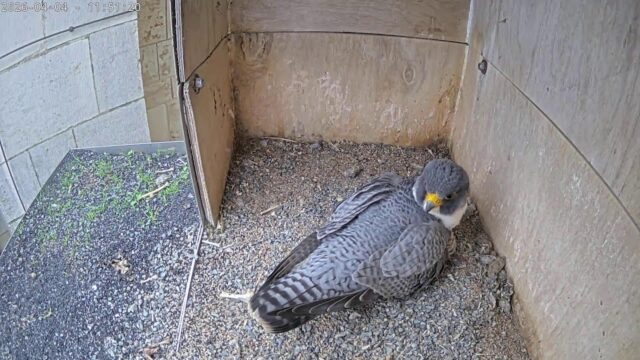 Peregrine Falcon Nest