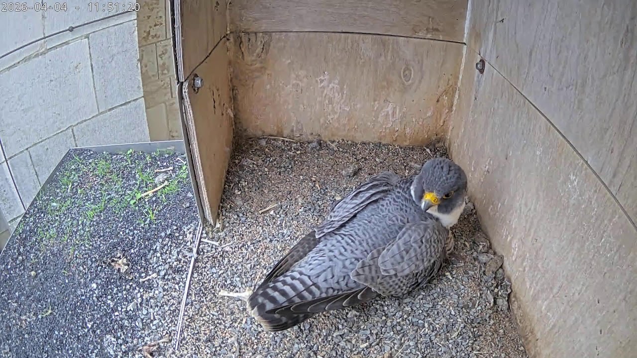 Peregrine Falcon Nest - Webcam Live Stream