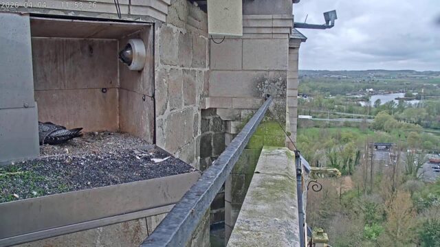 Peregrine Falcon, Oudenaarde