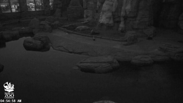 Polar Bear, Kansas City Zoo