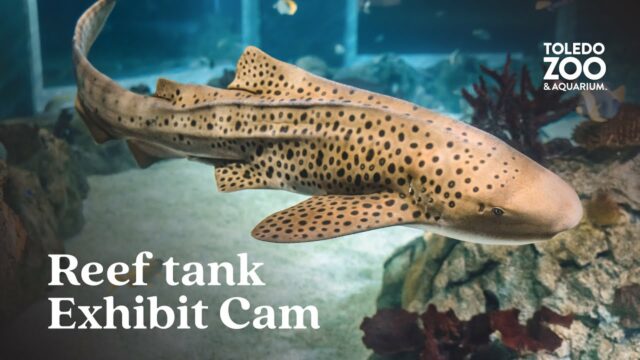 Reef Tank Exhibit Cam, Toledo Zoo