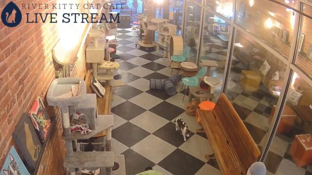 River Kitty Cat Café Cam, US