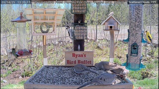 Ryan’s Bird Buffet Cam, Maine