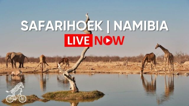 Safarihoek Wildlife Cam, Namibia