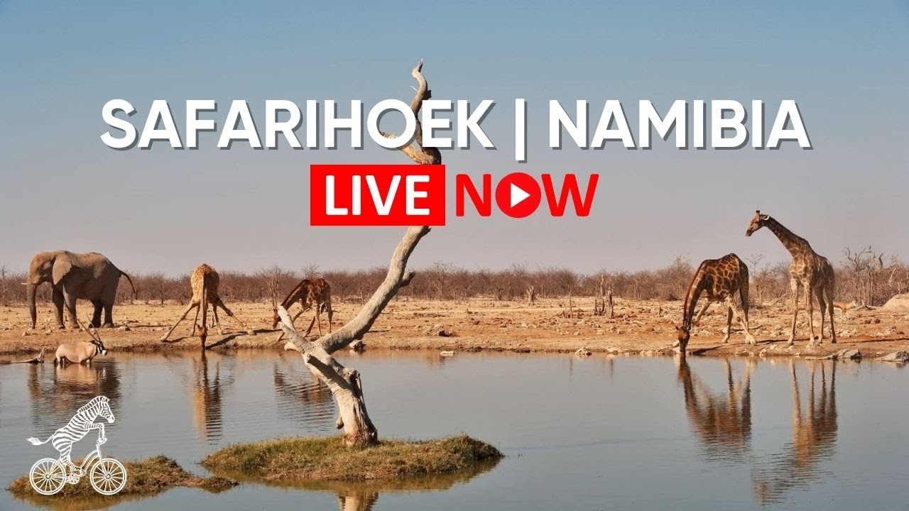 Safarihoek Wildlife Cam, Namibia - Webcam Live Stream