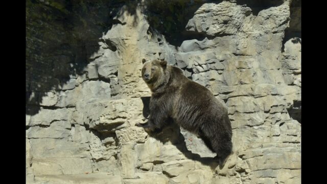 Saint Louis Zoo, Missouri