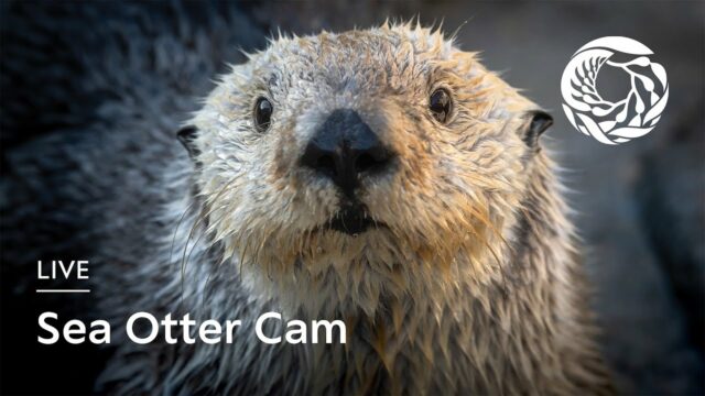 Sea Otter, Monterey Bay Aquarium