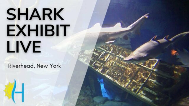 Sharks Long Island Aquarium
